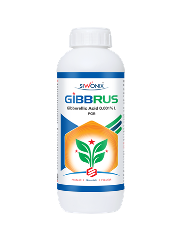 GIBBRUS