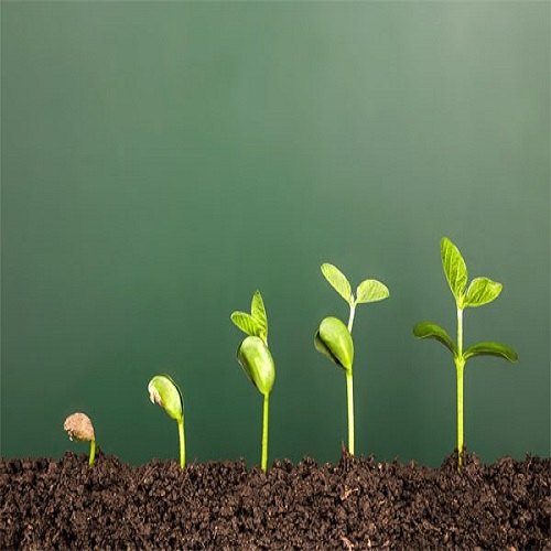 Plant Growth Regulators